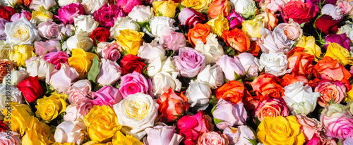 Rose fountains of Zurich Easter, Switzerland