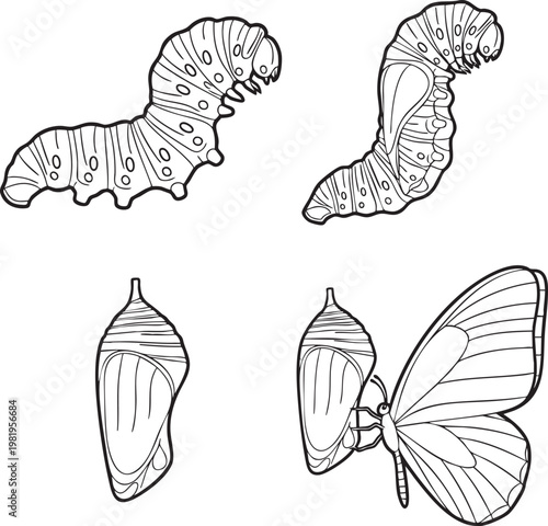 Butterfly metamorphosis life cycle line art illustration with butterfly