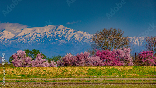 雪の飯豊連峰と満開の桜　絶景