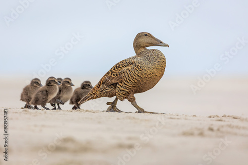 Foto Female Common Eider (Somateria mollissima) with ducklings walking on a sandy beach