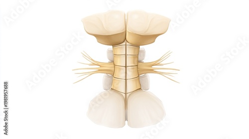 spinal. Diagrammatic cross-section of spinal disc protrusion, medical illustration. STEM education sheets, lab safety posters, designed for STEM education and laboratory safety posters.