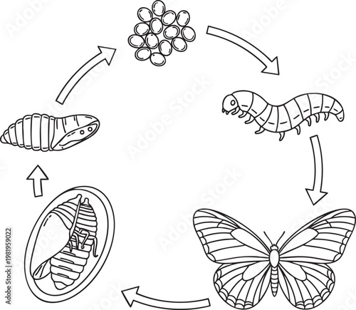 Butterfly life cycle diagram showing stages of metamorphosis with butterfly