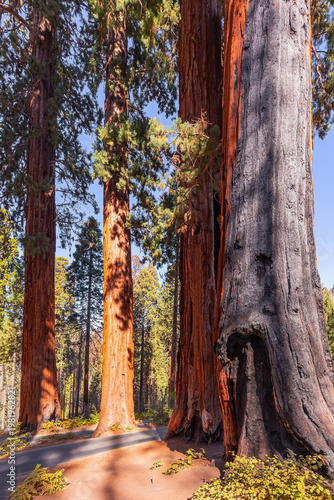  Sequoias are magnificent giant trees