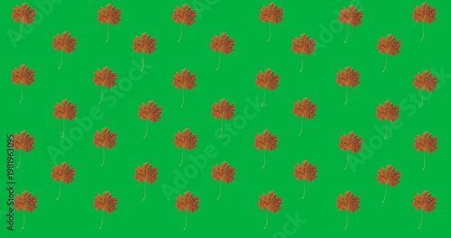 Digital animation of multiple autumn maple leaves in seamless pattern against black background