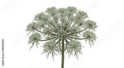 Isolated umbel flower cluster with delicate white florets and green stem on a plain background, detailed botanical illustration