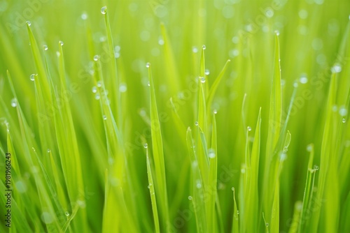 Cuadro en lienzo Close-up of dewy green grass blades with water droplets
