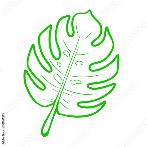 green leaf monstera on white background