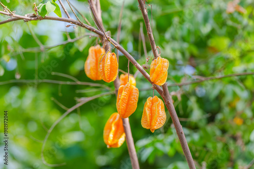 Ripe Star Fruit (Averrhoa carambola) Hanging on a Tree Branch