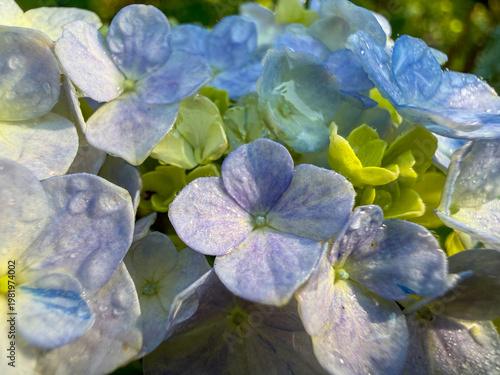 Hydrangea Flower Macro Close-Up with Soft Natural Background