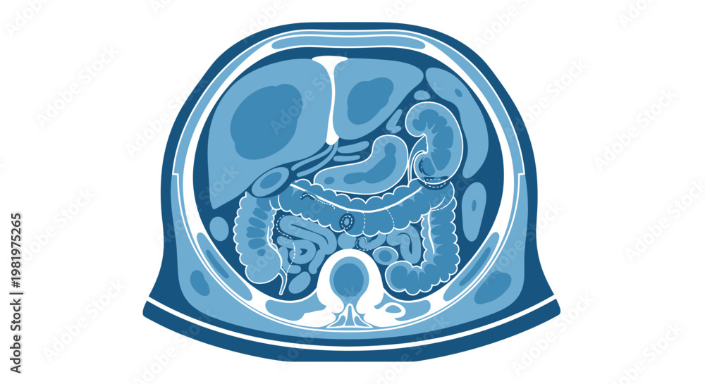 Fototapeta premium Human Abdominal Anatomy Cross Section Illustration - Digestive System Organs