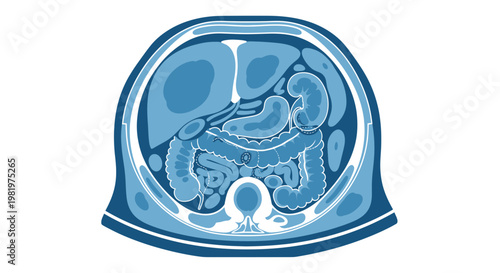 Human Abdominal Anatomy Cross Section Illustration - Digestive System Organs