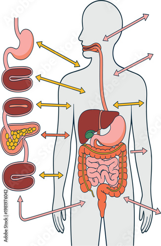 Human digestive system anatomy diagram, medical illustration of internal organs with stomach and intestinal vector