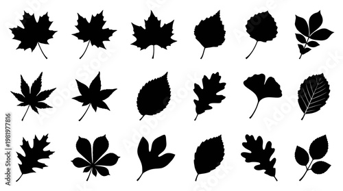 Nature Leaves Silhouette Set - Black Vector Glyphs of Tree Foliage Collection