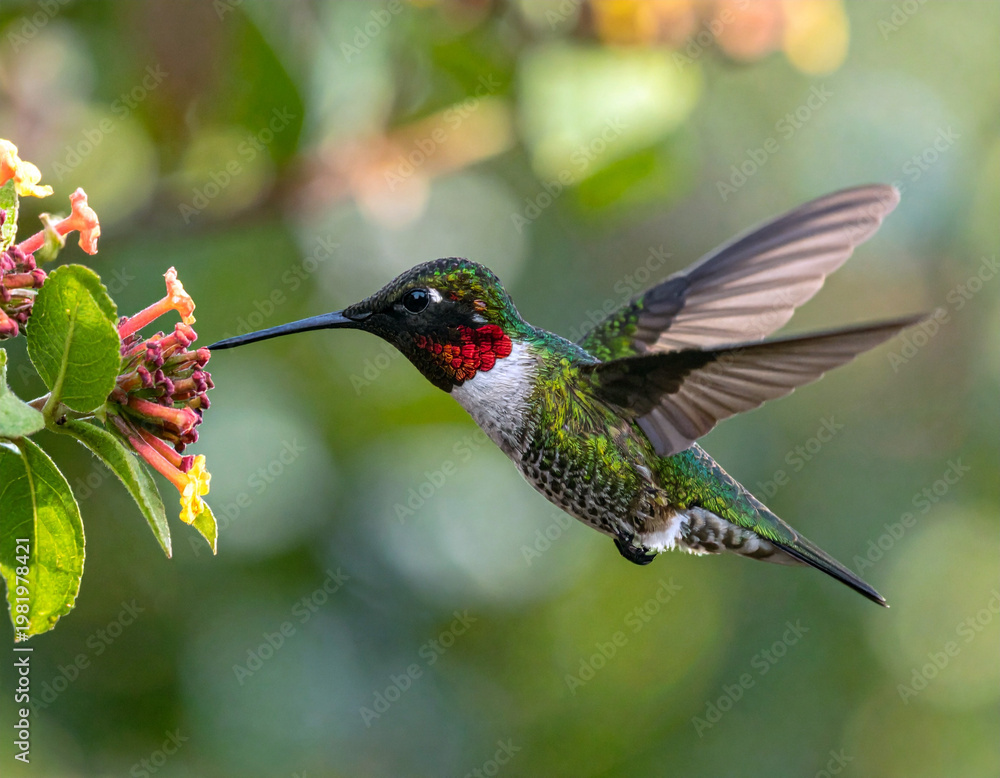 Fototapeta premium A hummingbird with green feathers hovering mid-air next to a flower. Ai