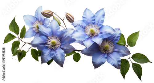 Clematis, niebieskie kwiaty png