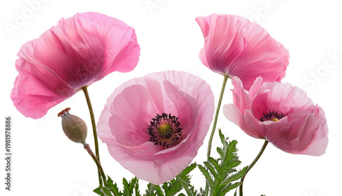 Różowe maki, wiosenne kwiaty png