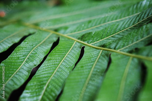 Close up of Blechnum Gibbum Silver Lady Fern Frond leaf branch
