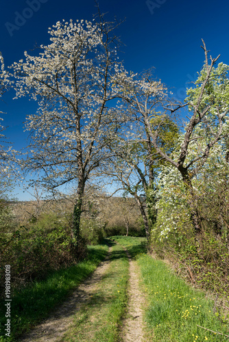 Blühende Obstbäume im Frühling