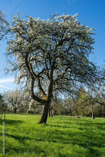 Blühende Obstbäume im Frühling