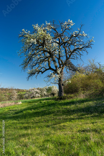 Blühende Obstbäume im Frühling