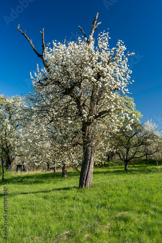 Blühende Obstbäume im Frühling
