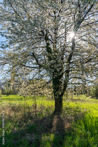 Blühende Obstbäume im Frühling