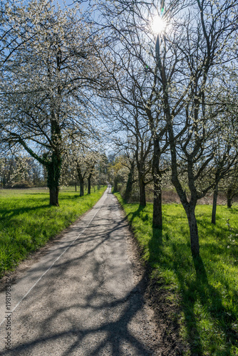 Feldweg im Frühling