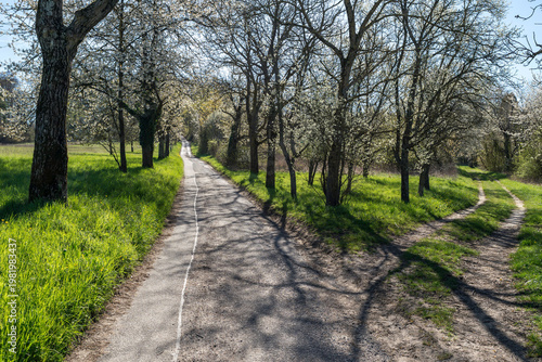 Feldweg im Frühling
