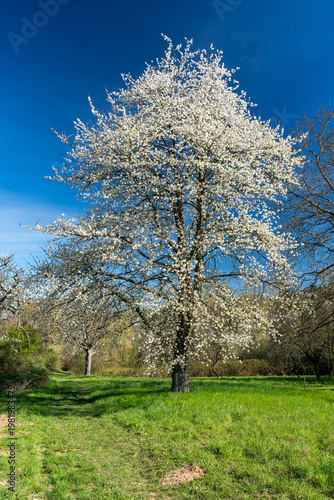 Kirschblüte im Frühling