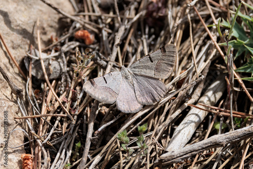 Polilla anillada abrupta (Menophra abruptaria) camuflada en el sotobosque, Alcoy, España