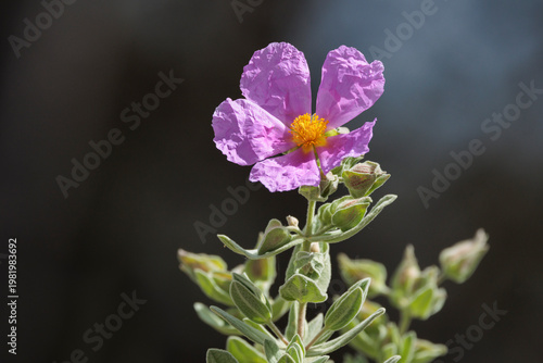Flor de jara blanca (Cistus albidus) en primer plano con fondo oscuro en el bosque de Alcoy