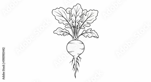 Stylized line drawing of a root vegetable with prominent leaves and roots