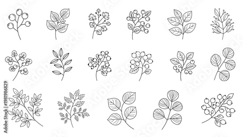 Collection of eighteen simple black and white line drawings showing different types of leaves and berry branches.