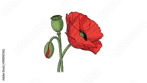 Beautiful red poppy flowers in various stages of bloom including buds and seed pods on a white background.