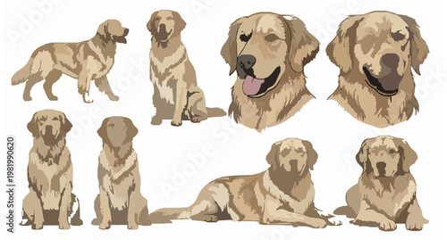 Realistic golden retriever dog vector set with detailed poses and lifelike head portraits isolated on white