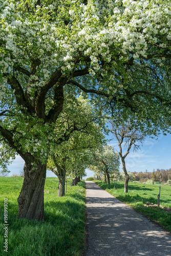 Kernobstallee bei Bruchsal im Frühling