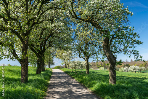 Kernobstallee bei Bruchsal im Frühling