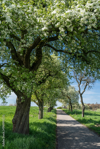 Kernobstallee bei Bruchsal im Frühling