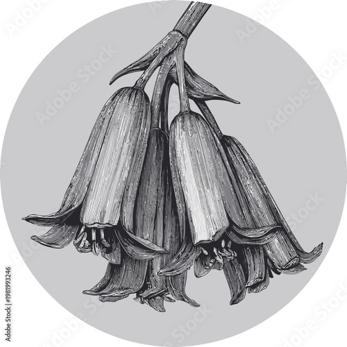 Intricate floral illustration featuring bell-shaped flowers in varying shades of gray, set within a gray circle