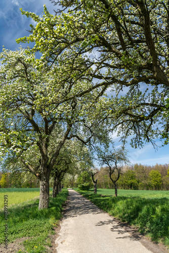 Kernobstallee bei Bruchsal im Frühling