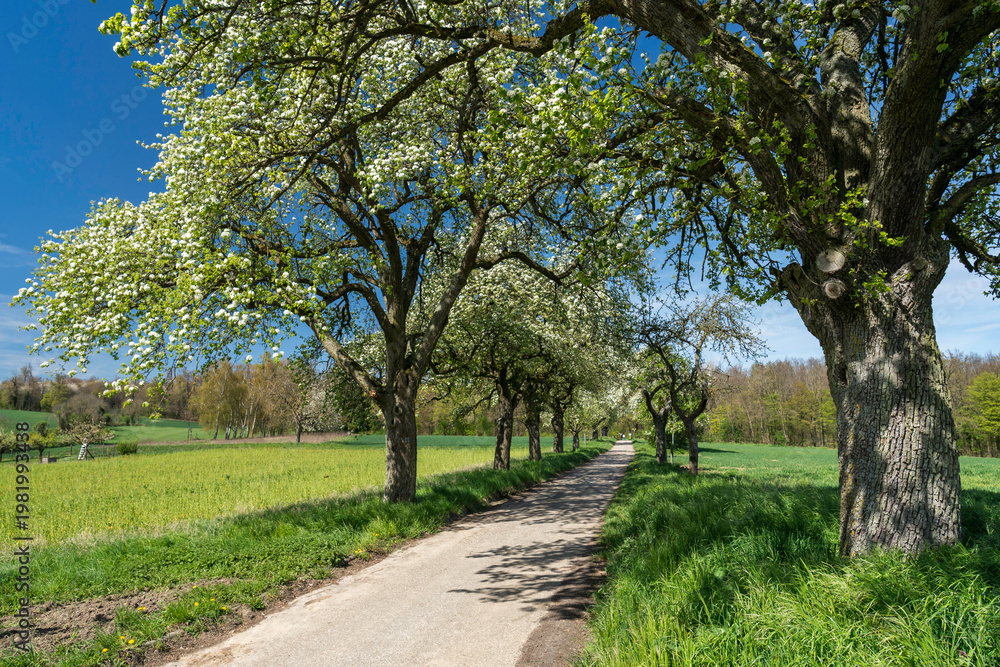 Fototapeta premium Kernobstallee bei Bruchsal im Frühling