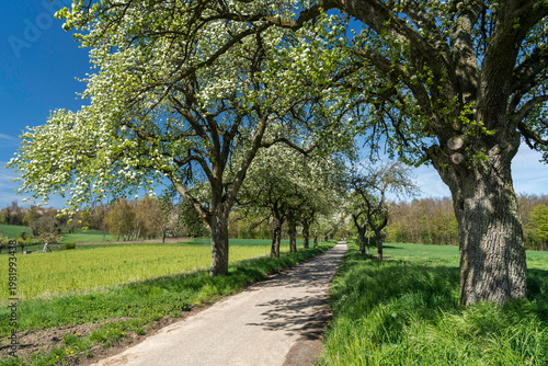 Kernobstallee bei Bruchsal im Frühling