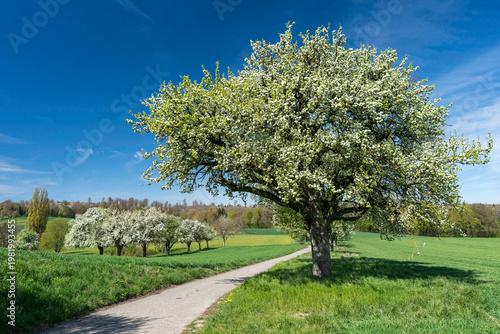 Kernobstallee bei Bruchsal im Frühling