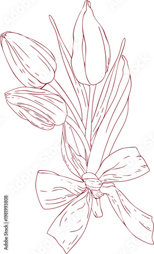 A bouquet of vector tulip buds tied with a bow, hand-drawn line art, scribbles, and linear art