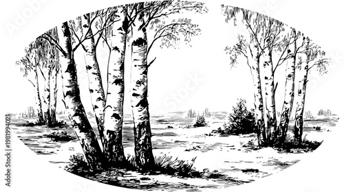 Black and white inked illustration of birch trees in an oval frame, in a simple landscape