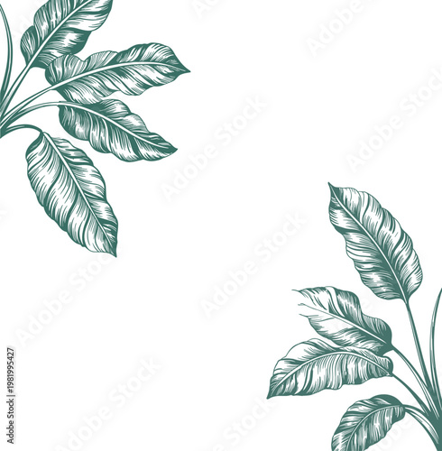 Monstera deliciosa leaf sketch illustration on white background for botanical design