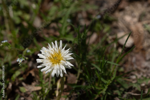 A rare white dandelion blooming naturally among green grass in the spring field.
