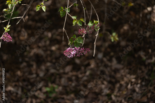 Delicate purple lilac blossoms hanging from thin branches against a dark, earthy background.