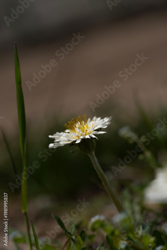 A rare white dandelion blooming naturally among green grass in the spring field.