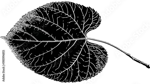 A high-contrast monochrome image of a leaf. The veins and edges are prominently defined
